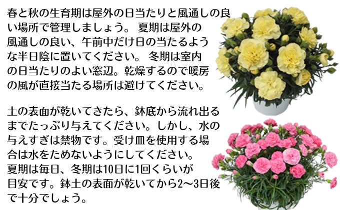 モリヒロ園芸が育てたカーネーション