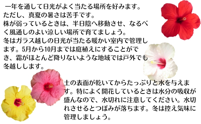 モリヒロ園芸が育てた3日間咲き続けるハイビスカス