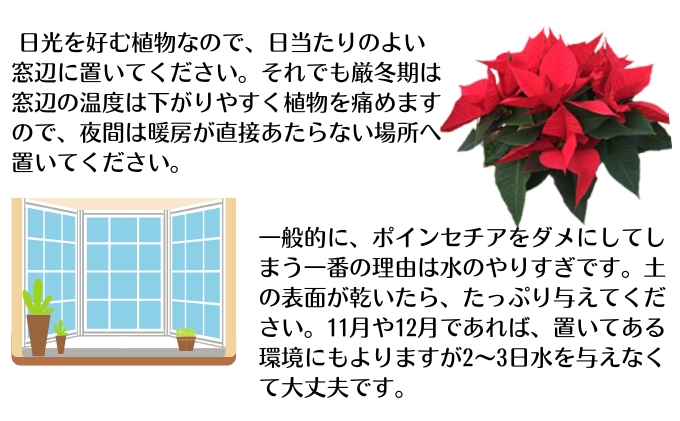 モリヒロ園芸が育てたポインセチア