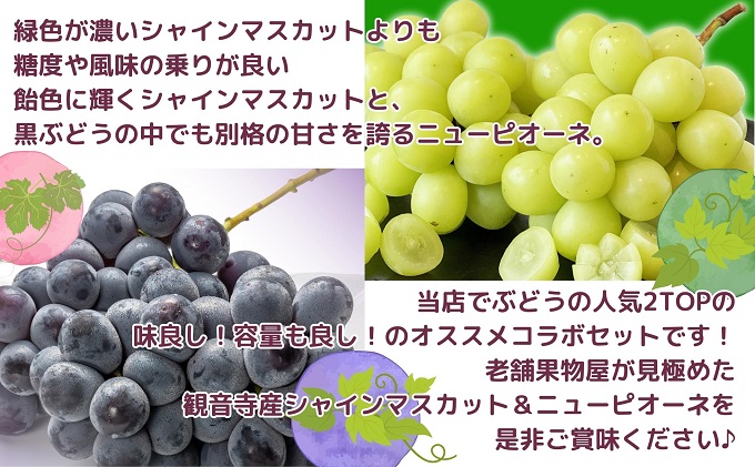 【2026年8月中旬より順次発送】大房シャインマスカット＆大房ニューピオーネ　各1房　（各約600g） ジューシー 濃厚 果汁たっぷり デザート 食後 国産 日本産 観音寺産 食べ比べ ブドウ食べ比べ 食べ物