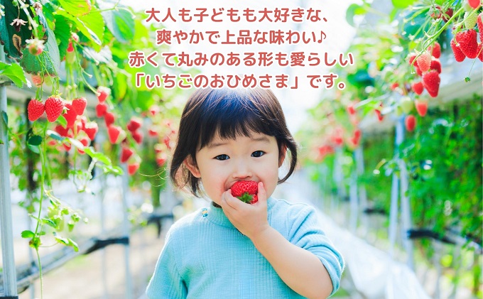 【2026年2月中旬より順次発送】秀品！さぬきひめ　12パック 果物 フルーツ 国産 日本産 いちご 香川県オリジナル品種 やわらかい 果汁たっぷり とれたて 鮮度抜群 デザート