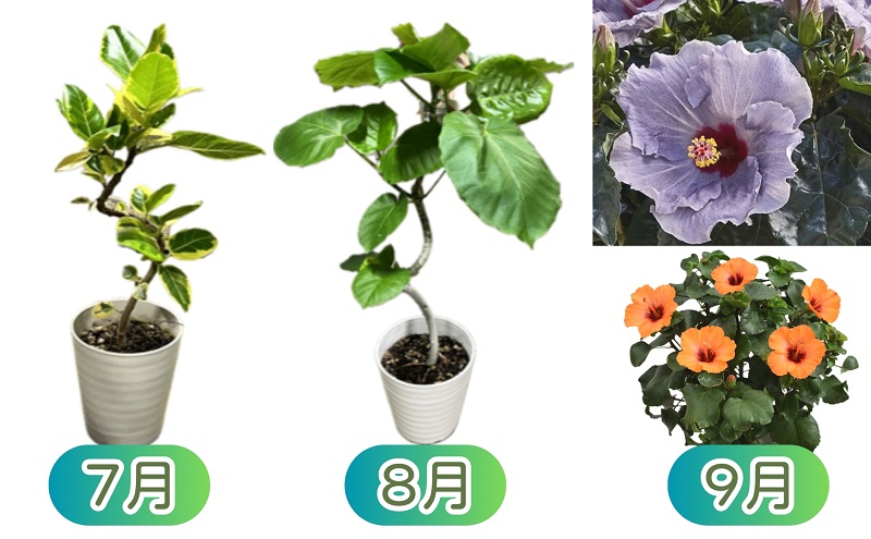 モリヒロ園芸が育てたお花の12ヶ月定期便 植物 