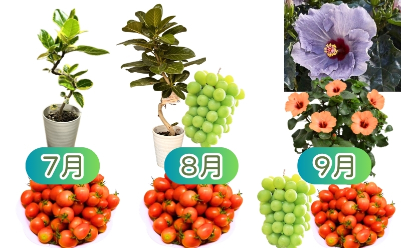 モリヒロ園芸が育てたお花とトマトとシャインマスカット