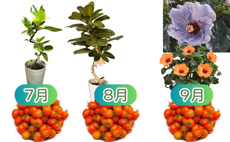 モリヒロ園芸が育てたお花とトマトの12ヶ月定期便 植物 野