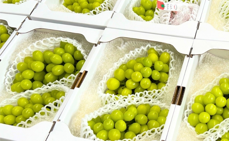 モリヒロ園芸が育てたじょんならんトマトとシャインマス