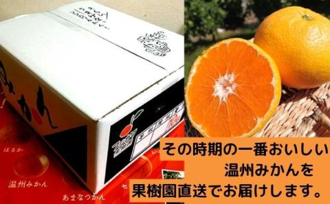 2025年秋よりお届け フジカワ温州みかん 約10kg 果物 柑橘 フルーツ おやつ 間食 デザート 食後 極早生 早生 甘い 大容量 冬 秋