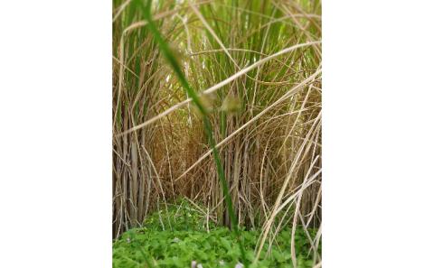 森のそら精米（白米・もち米）セット