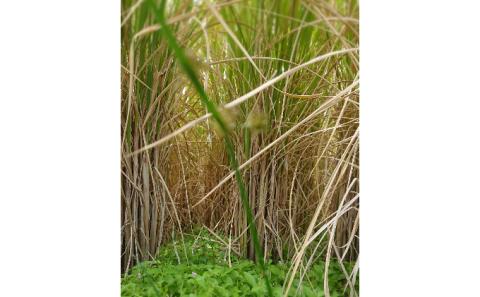 自然玄米4点セット