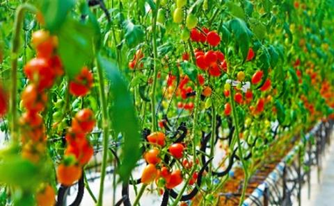 トマト嫌いが作ったあま～いミニトマト『とまこひめ』約1kg  冷蔵便配送