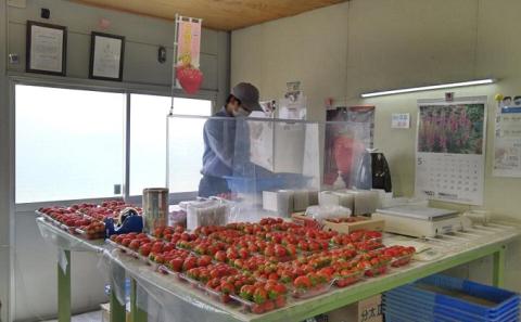 数量限定　苺狩りの食味をお届け！観音寺産完熟いちご（さぬき姫）約500g