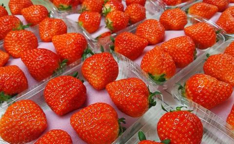 食べてご苺（さぬき姫）約1kg（約250g×4パック） 果物類 いちご イチゴ 観音寺産 オリジナル品種 紅色 高設式養液栽培 プレゼント