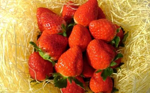 数量限定　観音寺産いちご（さぬき姫）約350g×1箱