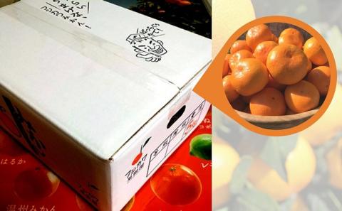 2025年秋よりお届け 田口早生みかん　約5kg 果物類 柑橘類 柑橘 ミカン フルーツ 蜜柑 くだもの