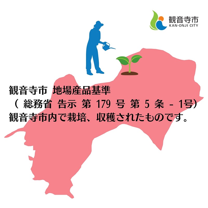 【2月より発送開始】いちご「さぬきひめ」大粒 約1kg 【配