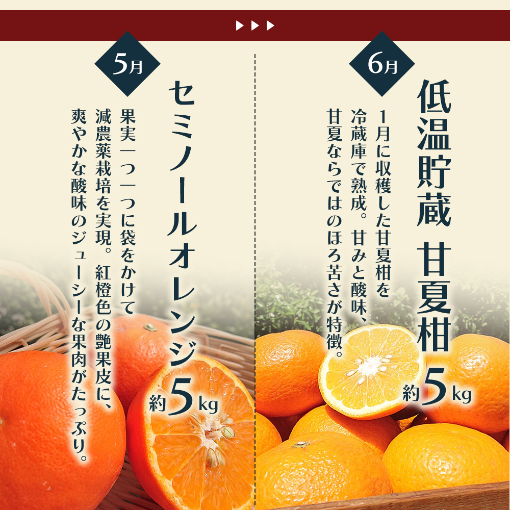 【6回 頒布会】みかん 定期便 6回 フルーツ フジカワ果樹園