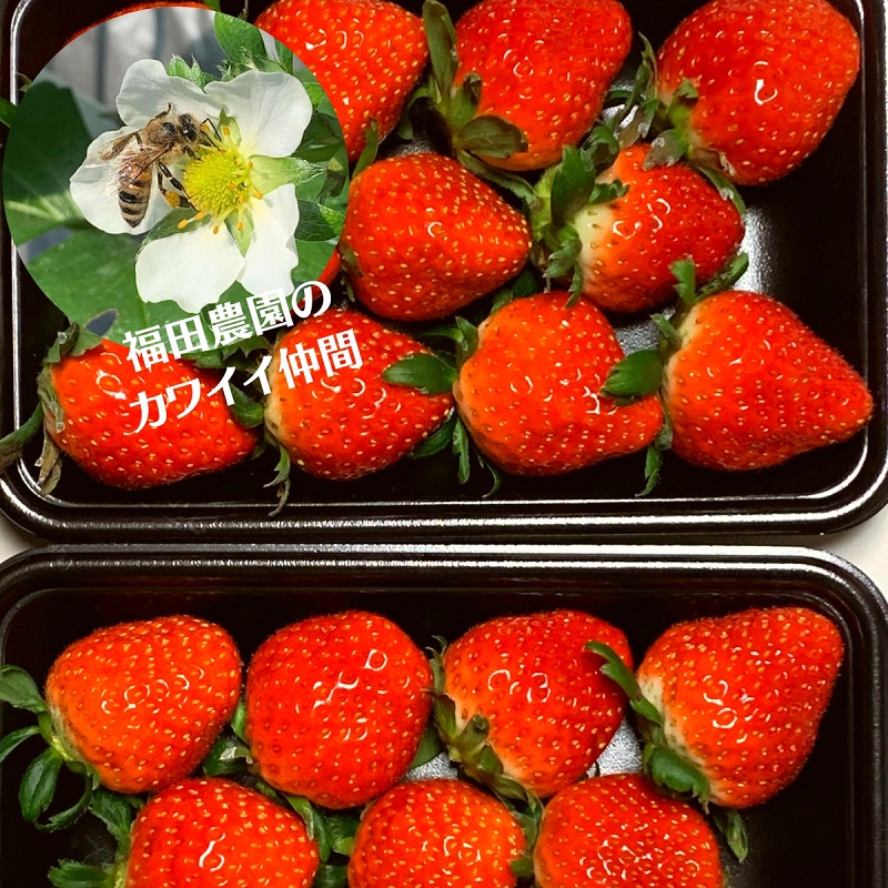 福田さんちのイチゴ(さぬきひめ) 2Lサイズ×4パック 1kg以上