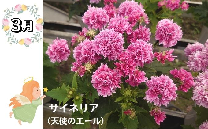 モリヒロ園芸が育てたお花の定期便（年間5回） 植物 瀬戸