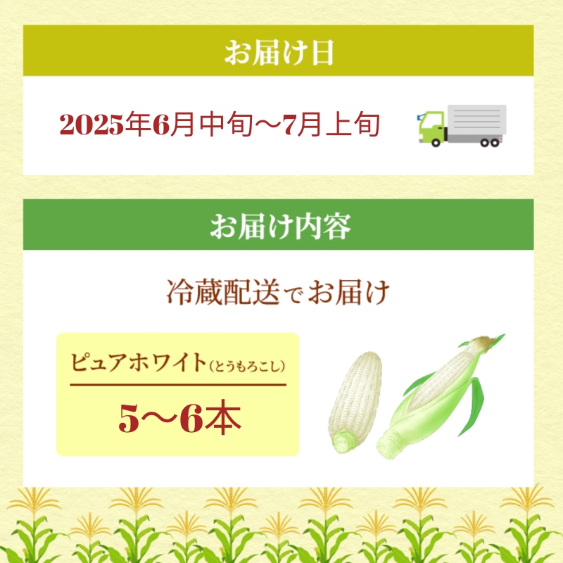 《糖度18度以上》スイートコーン とうもろこし ピュアホワイト 5～6本 ※お届け：2025年6月中旬～7月上旬 野菜