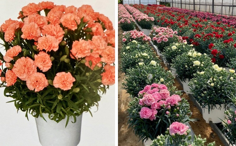 【2026 母の日 先行予約】7寸カーネーション　オレンジ 母の日 ギフト 花 フラワー? 植物 お花 贈り物 珍しいカーネーション 底面給水 母の日のプレゼント?