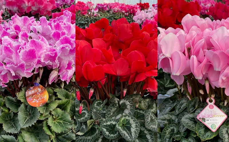 7号鉢 底面給水 シクラメン 1鉢（箱入り）