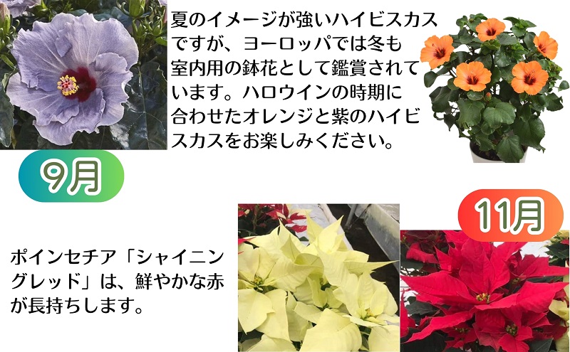 モリヒロ園芸のオリジナルブランドのお花6ヶ月定期便