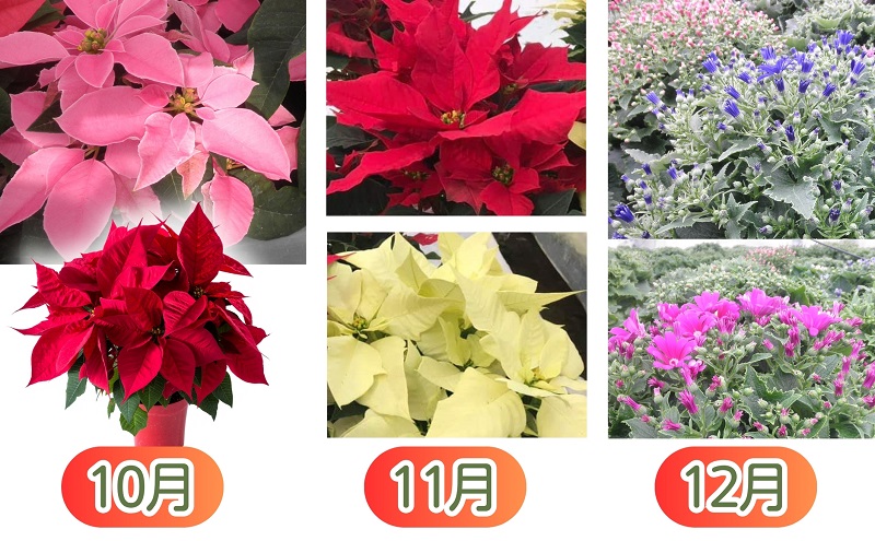モリヒロ園芸が育てたお花の12ヶ月定期便