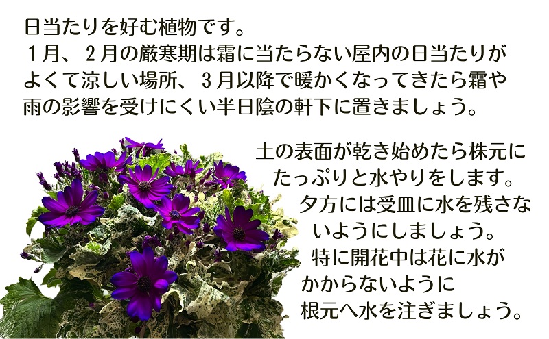 モリヒロ園芸が育てた富貴桜「なごり雪」