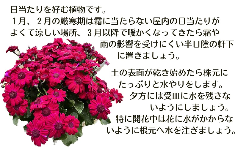 モリヒロ園芸が育てた富貴桜「さくやひめ」