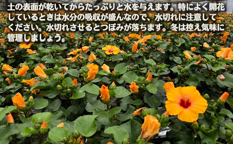 モリヒロ園芸が育てた「ハロウィンハイビスカス」