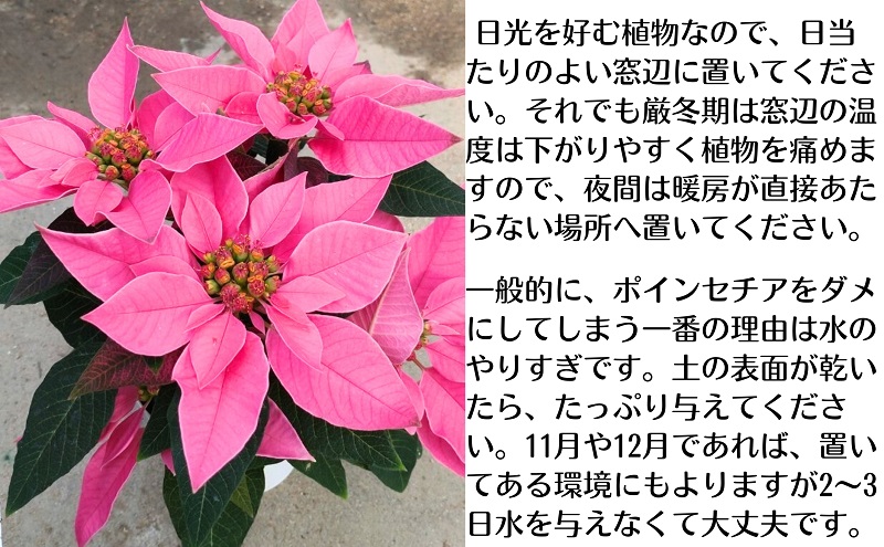 モリヒロ園芸が育てたポインセチアとプリンセチア