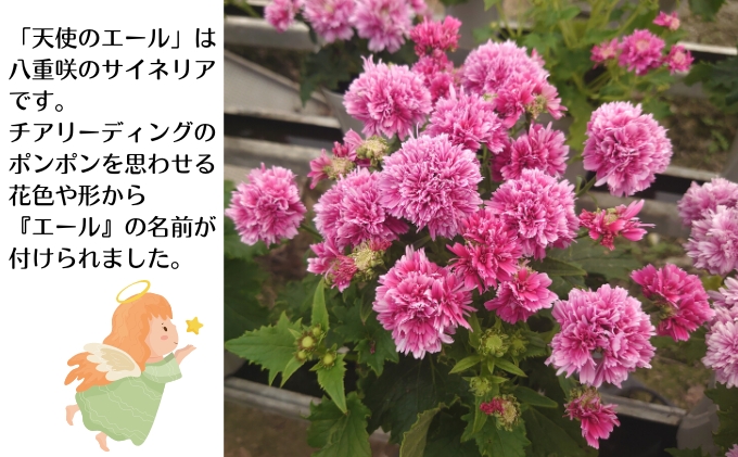 モリヒロ園芸が育てたサイネリア「世界に一つだけの花」セット