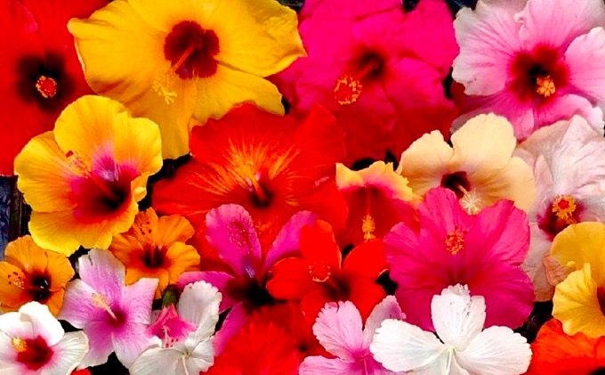 モリヒロ園芸が育てた3日間咲き続けるハイビスカス