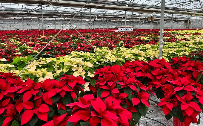 モリヒロ園芸が育てたポインセチア