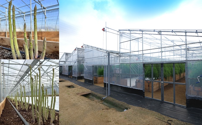 香川県産アスパラガス「さぬきのめざめ」Lサイズ　約1kg