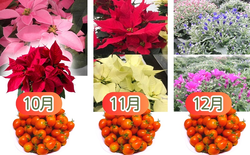 モリヒロ園芸が育てたお花とトマトとシャインマスカット