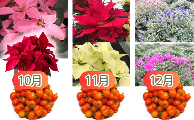 モリヒロ園芸が育てたお花とトマトの12ヶ月定期便 植物 野