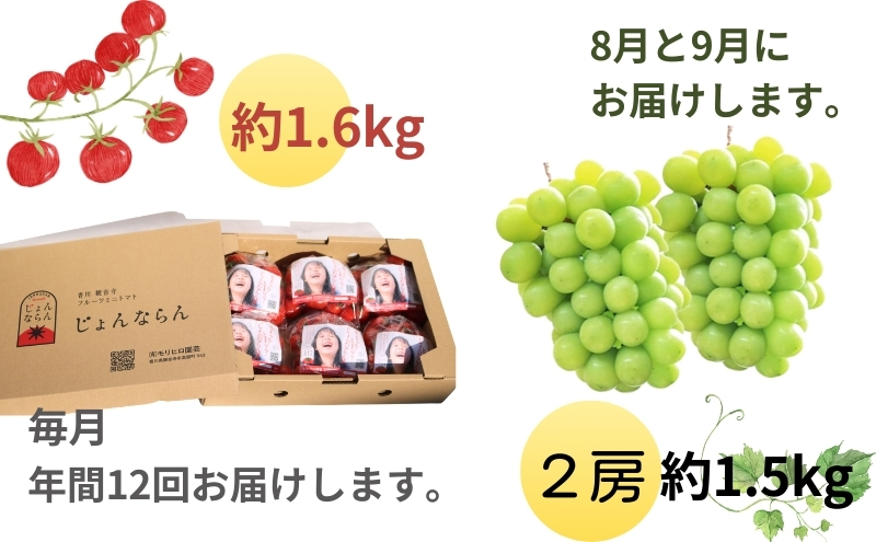 モリヒロ園芸が育てたじょんならんトマトとシャインマス