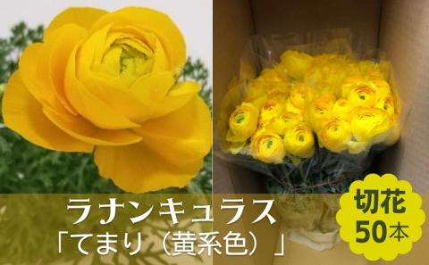 ラナンキュラス「てまり（黄系色）」切花50本