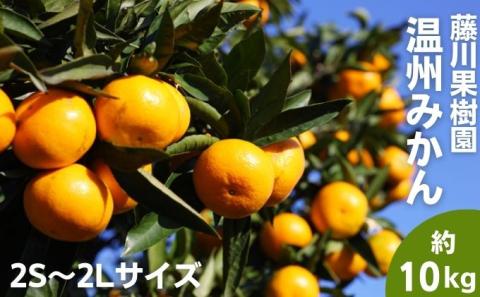 2025年秋よりお届け フジカワ温州みかん 約10kg 果物 柑橘 フルーツ おやつ 間食 デザート 食後 極早生 早生 甘い 大容量 冬 秋