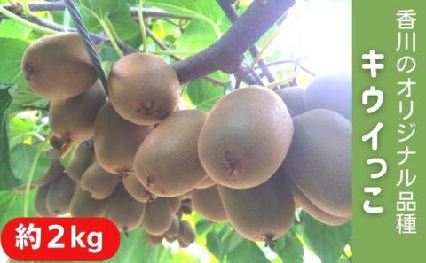 キウイっこ　約2kg 果物 フルーツ デザート 間食 おやつ 食後 一口サイズ 香川県オリジナル 糖度 高い 酸味 少ない 国産 香川県産 観音寺市産