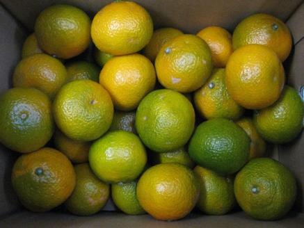 スイートスプリング 約10kg 果物類 みかん 柑橘類 フルーツ