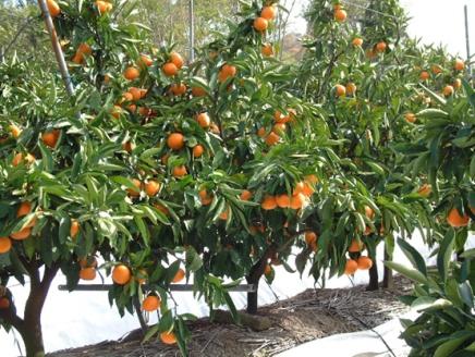 温州みかん 約10kg 果物類 みかん 柑橘類 フルーツ ミカン くだもの