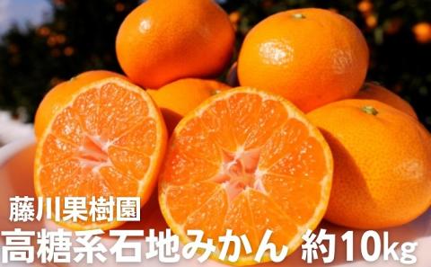 2025年秋よりお届け 高糖度系石地みかん 約10kg 果物類 柑橘類 フルーツ ミカン 蜜柑 くだもの
