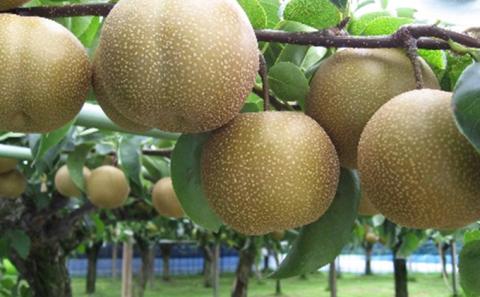 ホウナンの梨（豊水梨）約5kg