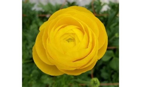 【年内発送】ラナンキュラス「てまり（黄系色）」切花50本