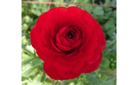 【年内発送】ラナンキュラス「てまり（赤系色）」切花50本