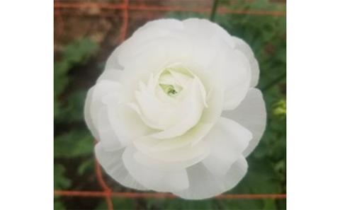 【年内発送】ラナンキュラス「てまり（白系色）」切花50本