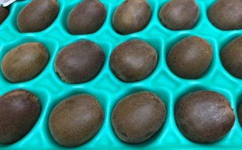 香川県オリジナルキウイ「さぬきエンジェルスイート」約2.4kg  果実 甘い 讃岐 くだもの ジューシー フルーツ 果物詰合せ