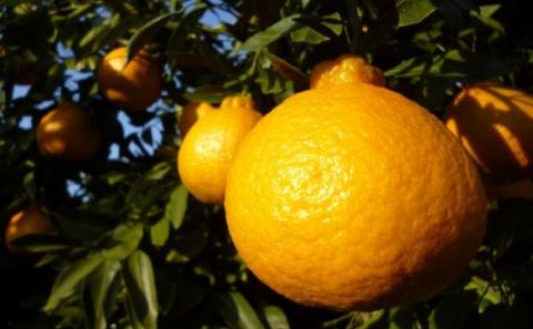 味自慢！讃岐しらぬひ 約5kg 果物類 柑橘類 柑橘 みかん ミカン フルーツ