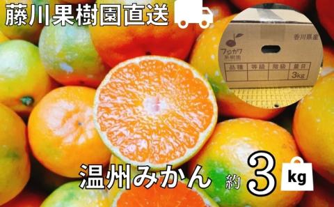 2025年秋よりお届け 農園直送 フジカワ果樹園栽培の 温州みかん 約3kg 果物類 柑橘類 ミカン フルーツ